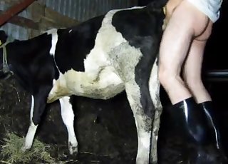 Cute young cow got nailed by farmer