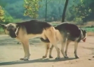 Open-air zoo sex with animals mating hard